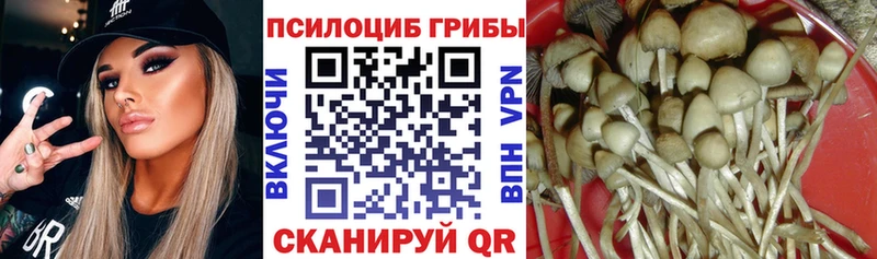 Псилоцибиновые грибы прущие грибы  как найти закладки  Зубцов 
